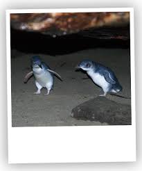 The lifespan of a macaroni penguin spans from 8 to 15 years. About The Little Penguin Penneshaw Penguin Centre