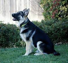 Beautiful black german shepherd puppies are ready to leave our family ranch and join your family. Black Silver German Shepherd Puppies Sale Online Shopping