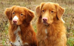 Bsl misplaces blame and punishes the innocent. Wallpaper Animals Nova Scotia Duck Tolling Retriever Brittany 1920x1200 Px Vertebrate Dog Like Mammal Golden Retriever Carnivoran Dog Breed Chesapeake Bay Retriever 1920x1200 Wallpaperup 629188 Hd Wallpapers Wallhere