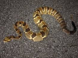 Black And Yellow Snake North Texas Canebrake Rattlesnake North Texas Morph Note The Light Borders On The Banding Reddish Stripe Down Back And Overall Light Texas Snakes Snake Pics Of Snakes