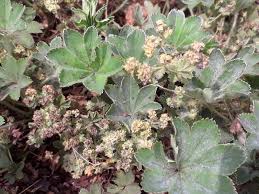 Image result for Alchemilla kiwuensis