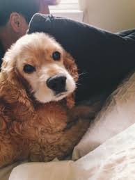 I Told Piri To Stop Stealing My Pillows And He Gave Me This Look Ok Piri You Can Take My Pillows Piri The Cocker Cute Animals Cocker Spaniel Cute Puppies