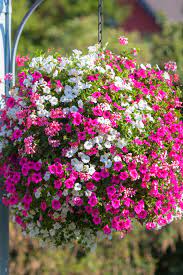 How To Grow Hanging Baskets From Seed Grow Big Save Even Bigger