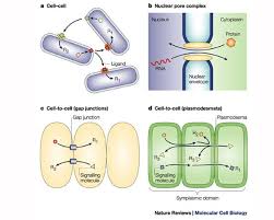Jun 18, 2018 · plasmodesmata: Plasmodesmata As A Supracellular Control Network In Plants Nature Reviews Molecular Cell Biology