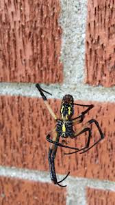 Swat team pest control overview. Swat Team Pest Control