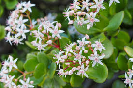 Image result for Crassula alticola