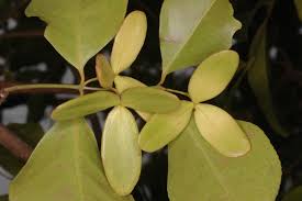 Image result for Hippocratea indica