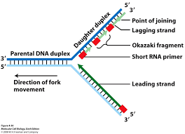 Biological Science Freeman 6th Edition Table Of Contents Dna Bing Images Dna Dna Molecule Molecular