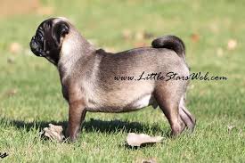 Black And Tan Pug Black And Tan Pug Little Stars Breed Of Pugs And French Bulldogs In Rare Colours Pugs Bulldog French Bulldog
