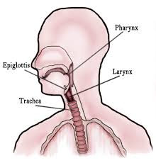 This diagram shows the structures of the throat for a child. Throat Wikipedia