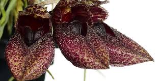 Image result for Bulbophyllum kivuense