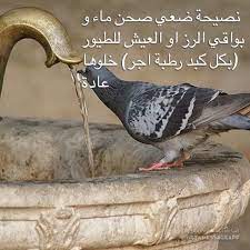 صدقة الماء للحيوانات passaro