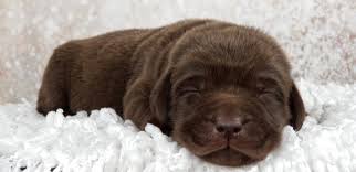 Excellent hunting labs are ready for purchase. Images Of Chocolate Labs Puppies Posted By Ethan Anderson