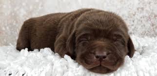 Labrador retriever puppy for sale in devine, tx, usa. Newborn Blue Eyes Chocolate Lab Puppies Newborn Baby