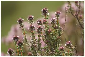 Image result for Ischaemum amethystinum