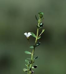 Image result for Bacopa monnieri