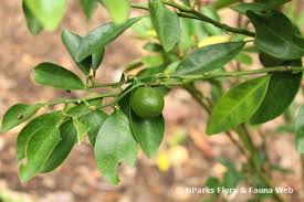 Image result for Citrus × aurantiifolia