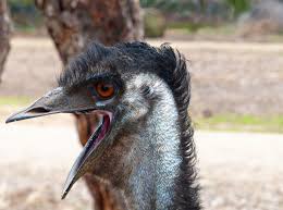 Boring Yawn Flightless Emu Yawning Emu Animals