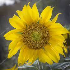 Young Sunflower Flower Close Up Soft Focus Stock Photo Aff Flower Close Young Sunflower Ad Flower Close Up Sunflower Flower Sunflower