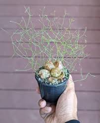 Image result for Schizobasis intricata