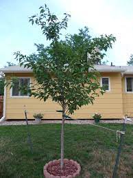 The kwanzan cherry tree is not native to the united states, but does enjoy some decent life here. Pruning A Young Japanese Flowering Cherry Kwanzan Tree 143398 Ask Extension