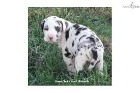 Maybe you would like to learn more about one of these? Sarge Giant Akc Male Harlequin Great Dane Puppy Harlequin Great Dane Puppy Great Dane Great Dane Puppy