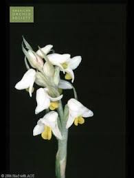 Image result for Zeuxine africana