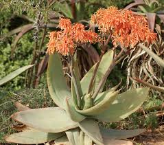 Image result for Cadaba aphylla