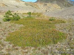 Image result for Phyllodoce breweri