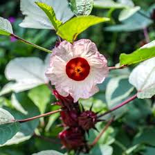 Image result for Hibiscus noldeae