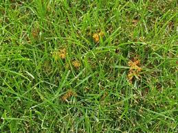 Find the perfect grass blades stock photos and editorial news pictures from getty images. What Are Those Insect Egg Like Clumps On Your Lawn