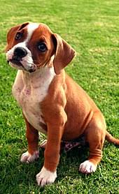 If your boxer suffers from hypothyroidism, you should consult with a veterinarian and design a special diet, which may include supplements. Boxer Dog Wikipedia