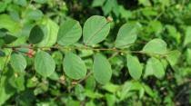 Image result for Phyllanthus nummulariifolius