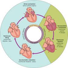 19 3 Cardiac Cycle Anatomy Physiology