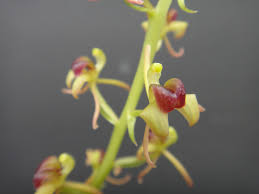 Image result for Liparis mulindana