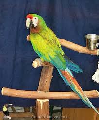 Shamrock Macaw Macaw Animals Images Tropical Birds