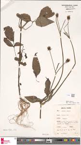 Image result for Afrobrunnichia erecta