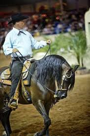 What Is The Most Popular Horse Breed For Reining Pin By Amy Glick On My Entire World Revolves Around Them With Images Arabian Horse Horses Reining Horses