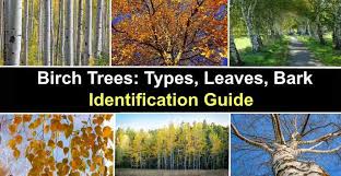 Maybe you would like to learn more about one of these? Birch Trees Types Leaves Bark Identification With Pictures