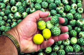 Image result for Solanum viarum