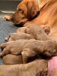 Fox Red Lab Puppies Balsam Branch Kennel Roxy And Okie Puppies For Sale Wisconsin Red Lab Puppies Puppies Happy Birthday Puppy