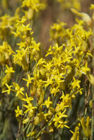 Image result for Gnidia