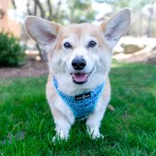 Asim PARACHA (@AsimPARACHA13)