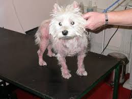 Cand organismul sufera, semnele de. Boli De Piele La Caini Cauze Simptome Si Tratament