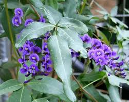 Image result for Hardenbergia comptoniana