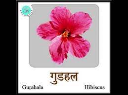 Hibiscus Flower Hindi Best Flower Wallpaper