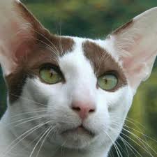 How much does an oriental kitten cost? Learn About The Shorthaired Oriental Cat Breed From A Trusted Veterinarian