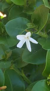 Image result for Carissa praetermissa