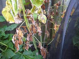This disease affects the crown and the root of the plant and appears as browning at the edges of the leaves. Raspberry Plants Leaves Shrivelling Going Brown And Dying The Grapevine