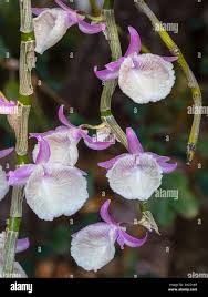 Image result for Aframomum polyanthum